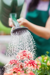 Woman watering flowers in garden centre
